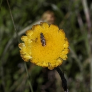 Coronidium sp. at Glen Allen, NSW - 18 Jan 2024