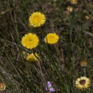 Coronidium sp. at Glen Allen, NSW - 18 Jan 2024