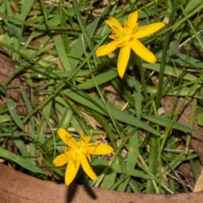 Hypoxis hygrometrica var. hygrometrica (Golden Weather-grass) at South East Forest National Park - 18 Jan 2024 by AlisonMilton