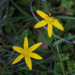 Hypoxis hygrometrica var. hygrometrica at South East Forest National Park - 18 Jan 2024 12:24 PM