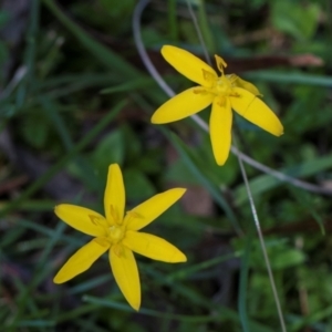 Hypoxis hygrometrica var. hygrometrica at South East Forest National Park - 18 Jan 2024 12:24 PM