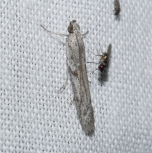 Homoeosoma vagella at WendyM's farm at Freshwater Ck. - 21 Dec 2022 10:02 PM