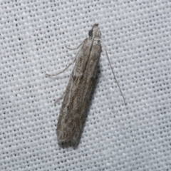 Homoeosoma vagella at WendyM's farm at Freshwater Ck. - 21 Dec 2022 10:02 PM