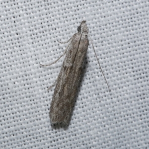 Homoeosoma vagella at WendyM's farm at Freshwater Ck. - 21 Dec 2022 10:02 PM