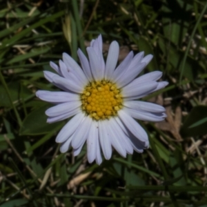 Brachyscome scapigera at Tantawangalo, NSW - 18 Jan 2024