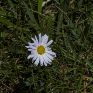 Brachyscome scapigera at Tantawangalo, NSW - 18 Jan 2024