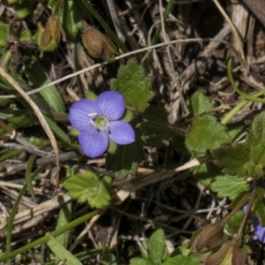 Veronica calycina at Glen Allen, NSW - 18 Jan 2024