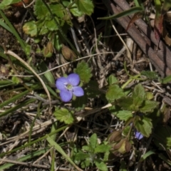 Veronica calycina at Glen Allen, NSW - 18 Jan 2024