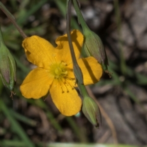 Hypericum gramineum at Glen Allen, NSW - 18 Jan 2024