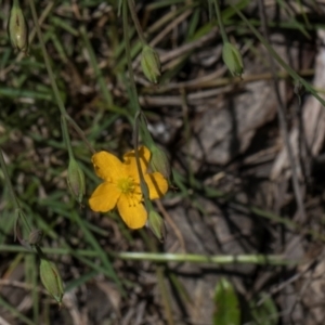 Hypericum gramineum at Glen Allen, NSW - 18 Jan 2024