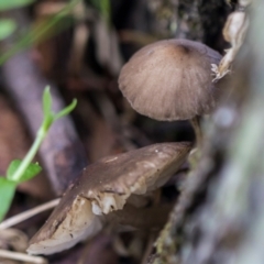 Unidentified Cap on a stem; gills below cap [mushrooms or mushroom-like] at South East Forest National Park - 18 Jan 2024 by AlisonMilton