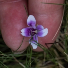 Viola sp. (Violet) at Nunnock Swamp - 18 Jan 2024 by AlisonMilton