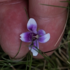 Viola sp. at South East Forest National Park - 18 Jan 2024 01:43 PM