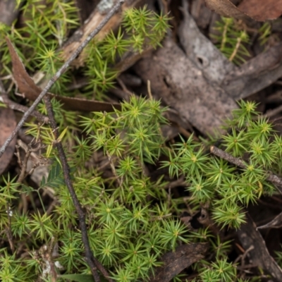Unidentified Moss, Liverwort or Hornwort at South East Forest National Park - 18 Jan 2024 by AlisonMilton