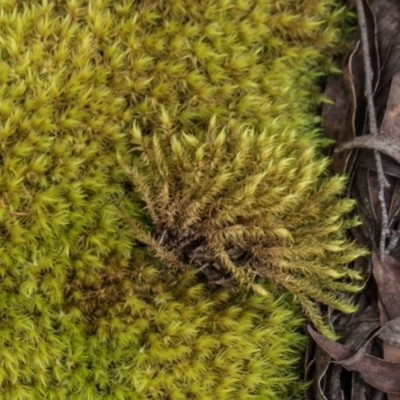 Unidentified Moss, Liverwort or Hornwort at Nunnock Swamp - 18 Jan 2024 by AlisonMilton