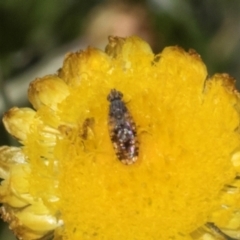 Austrotephritis poenia (Australian Fruit Fly) at Glen Allen, NSW - 18 Jan 2024 by AlisonMilton