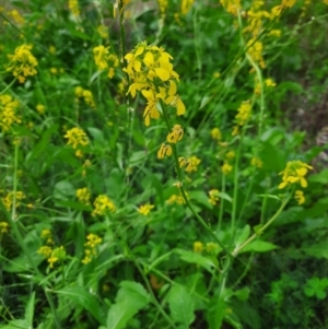 Brassica napus at Walgett, NSW - 3 Jul 2024