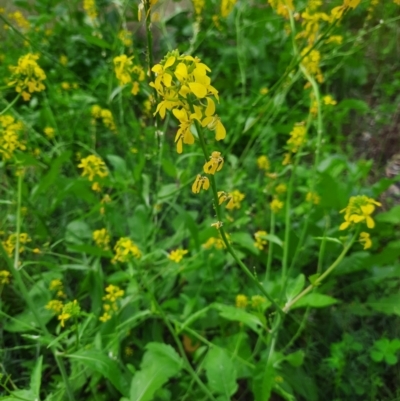 Brassica napus (Canola, Rapeseed) at Walgett, NSW - 3 Jul 2024 by MB