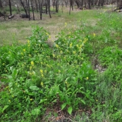 Brassica napus at Walgett, NSW - 3 Jul 2024