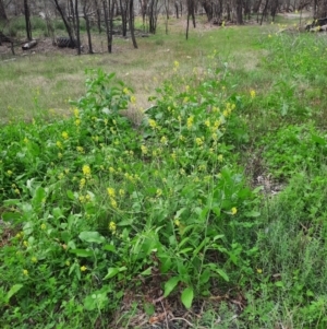 Brassica napus at Walgett, NSW - 3 Jul 2024