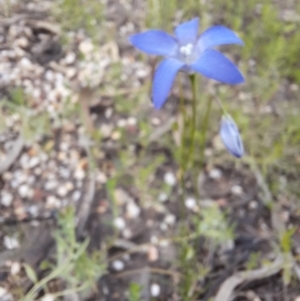 Wahlenbergia sp. at Walgett, NSW - 3 Jul 2024 02:46 PM