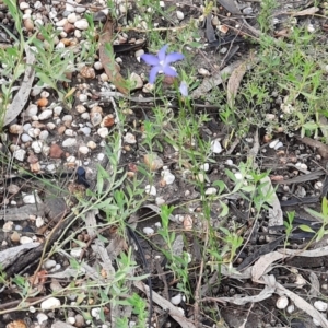 Wahlenbergia sp. at Walgett, NSW - 3 Jul 2024 02:46 PM