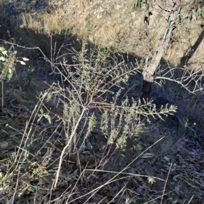 Indigofera adesmiifolia (Tick Indigo) at Mount Taylor - 3 Jul 2024 by LPadg