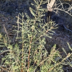 Indigofera adesmiifolia at Mount Taylor - 4 Jul 2024