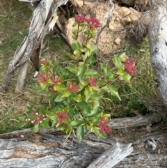 Viburnum tinus (Laurustinus) at Hawker, ACT - 4 Jul 2024 by lbradley