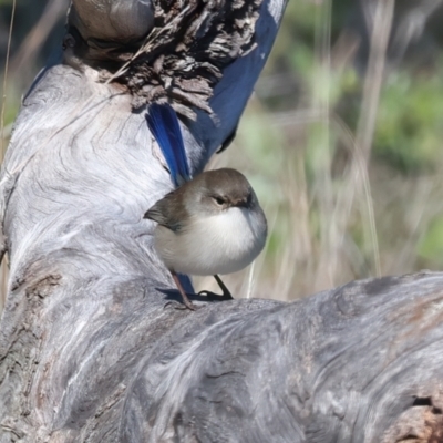 Malurus cyaneus (Superb Fairywren) at Winton North, VIC - 23 Jun 2024 by jb2602