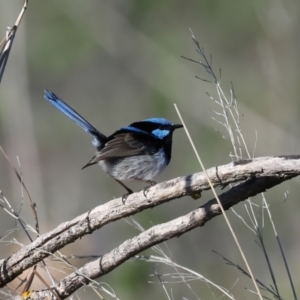 Malurus cyaneus at Winton North, VIC - 23 Jun 2024