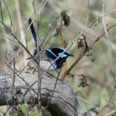 Malurus cyaneus at Winton North, VIC - 23 Jun 2024