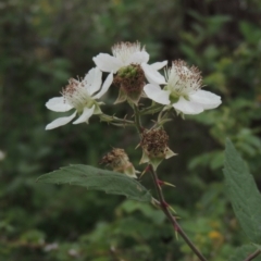 Rubus anglocandicans (Blackberry) at Tuggeranong Hill - 7 Jan 2024 by michaelb