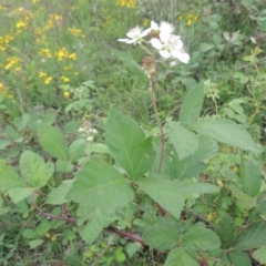 Rubus anglocandicans at Tuggeranong Hill - 7 Jan 2024