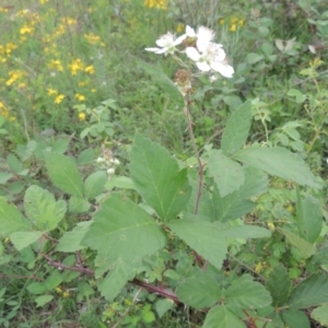 Rubus anglocandicans at Tuggeranong Hill - 7 Jan 2024