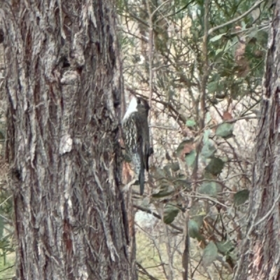 Cormobates leucophaea (White-throated Treecreeper) at The Pinnacle - 4 Jul 2024 by lbradley