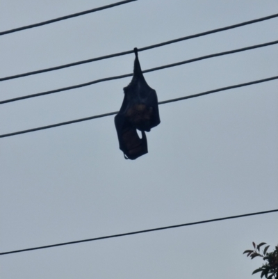 Pteropus poliocephalus (Grey-headed Flying-fox) at Melba, ACT - 2 Jan 2024 by smimaree