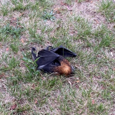 Pteropus poliocephalus (Grey-headed Flying-fox) at Page, ACT - 29 Feb 2024 by smimaree