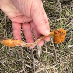 Unidentified Cap on a stem; gills below cap [mushrooms or mushroom-like] at The Pinnacle - 4 Jul 2024 by lbradley
