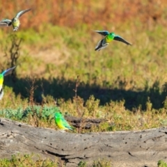 Psephotus haematonotus (Red-rumped Parrot) at Winton Wetlands - 23 Jun 2024 by jb2602
