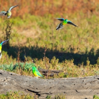 Psephotus haematonotus (Red-rumped Parrot) at Winton Wetlands - 23 Jun 2024 by jb2602