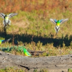 Psephotus haematonotus at Winton North, VIC - 23 Jun 2024 03:46 PM