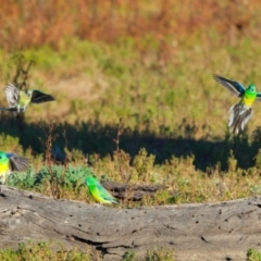 Psephotus haematonotus at Winton North, VIC - 23 Jun 2024 03:46 PM