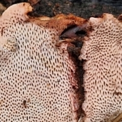 zz flat polypore - not white(ish) at Bruce Ridge to Gossan Hill - 4 Jul 2024 by trevorpreston