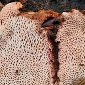 zz flat polypore - not white(ish) at Bruce Ridge to Gossan Hill - 4 Jul 2024