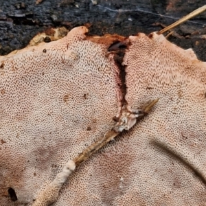 zz flat polypore - not white(ish) at Bruce Ridge to Gossan Hill - 4 Jul 2024