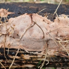 zz flat polypore - not white(ish) at Bruce Ridge to Gossan Hill - 4 Jul 2024