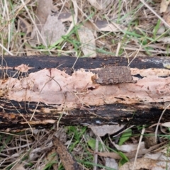 zz flat polypore - not white(ish) at Bruce Ridge to Gossan Hill - 4 Jul 2024