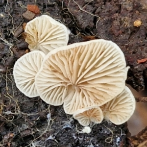 zz Agaric (stemless) at Bruce Ridge to Gossan Hill - 4 Jul 2024