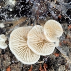 zz Agaric (stemless) at Bruce Ridge to Gossan Hill - 4 Jul 2024